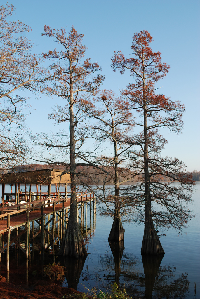 Cypress and Hyman Dock - Horseshoe Lake, AR